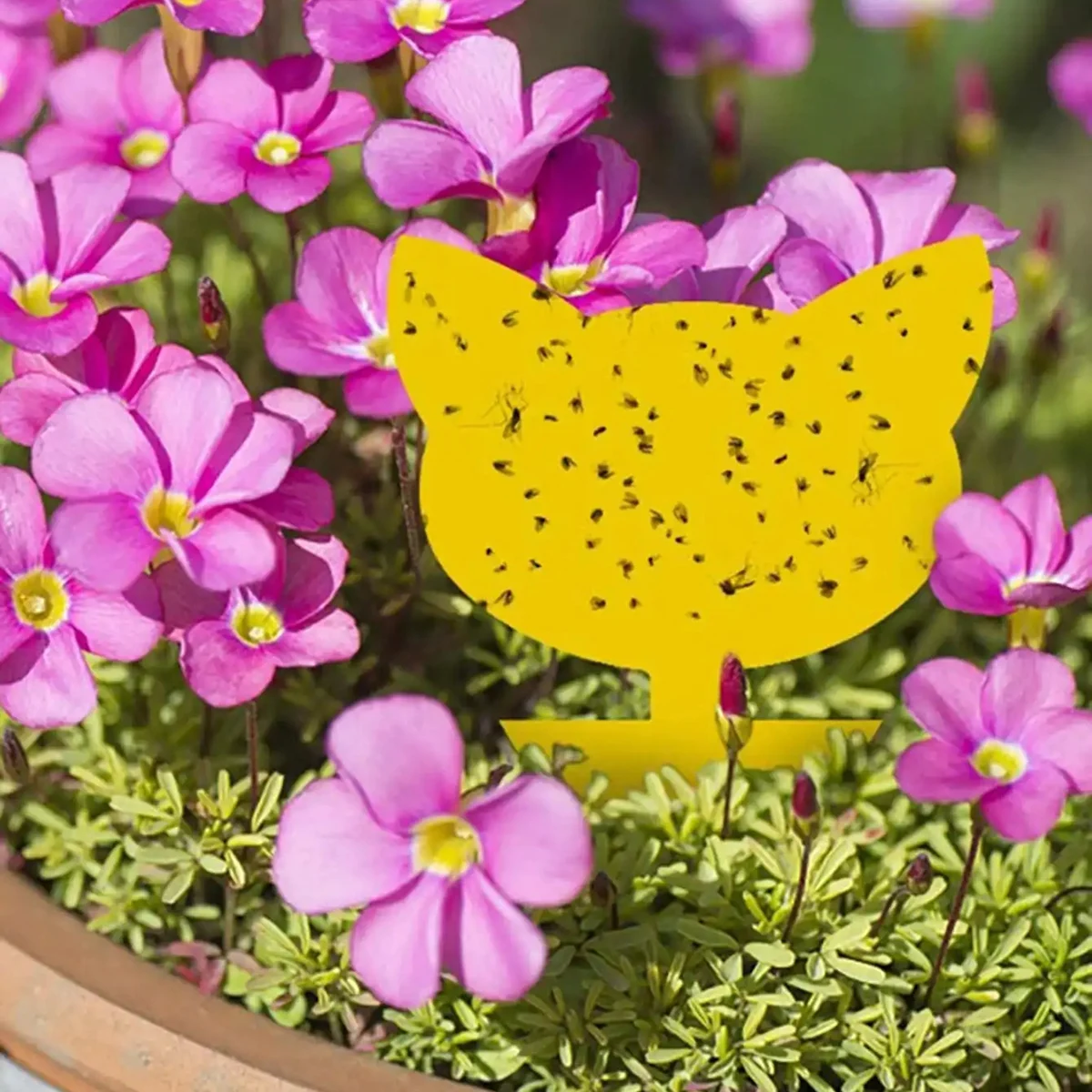 Insect Board Sticky Lure Board Insect Trap Garden Yellow Double-sided