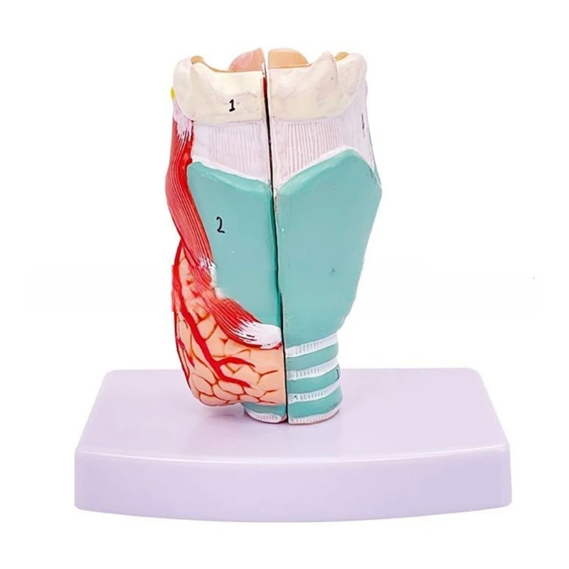 

Анатомическая модель гортани в натуральную величину Съемная анатомическая модель горла человека