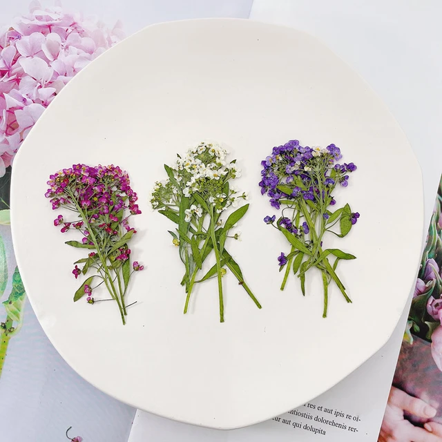 Natural Dried White Flowers DIY Bookmark Gift Card Wedding Invitation  Decoration