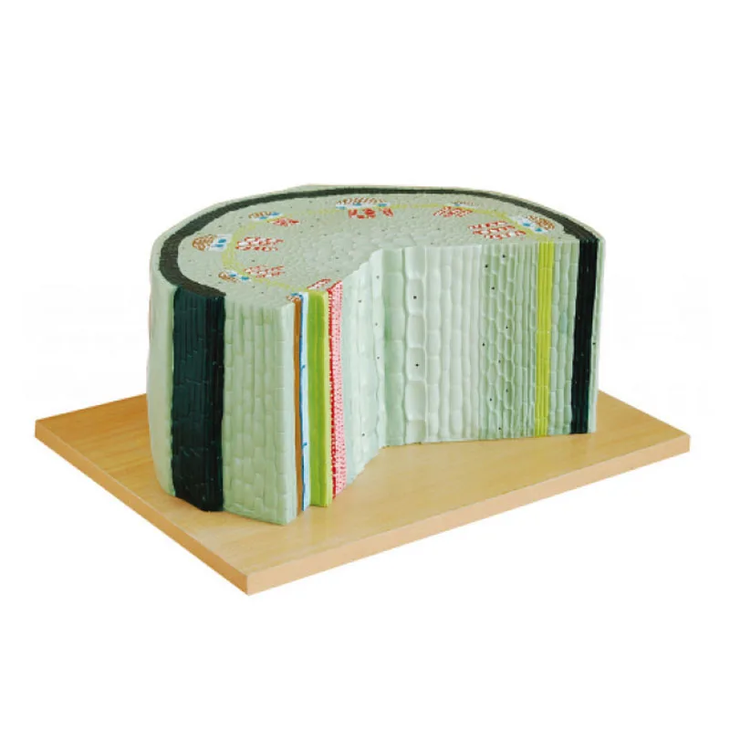 

High Quality Biology Botany Dicot Stem Structure Models for Medical Teaching Purpose