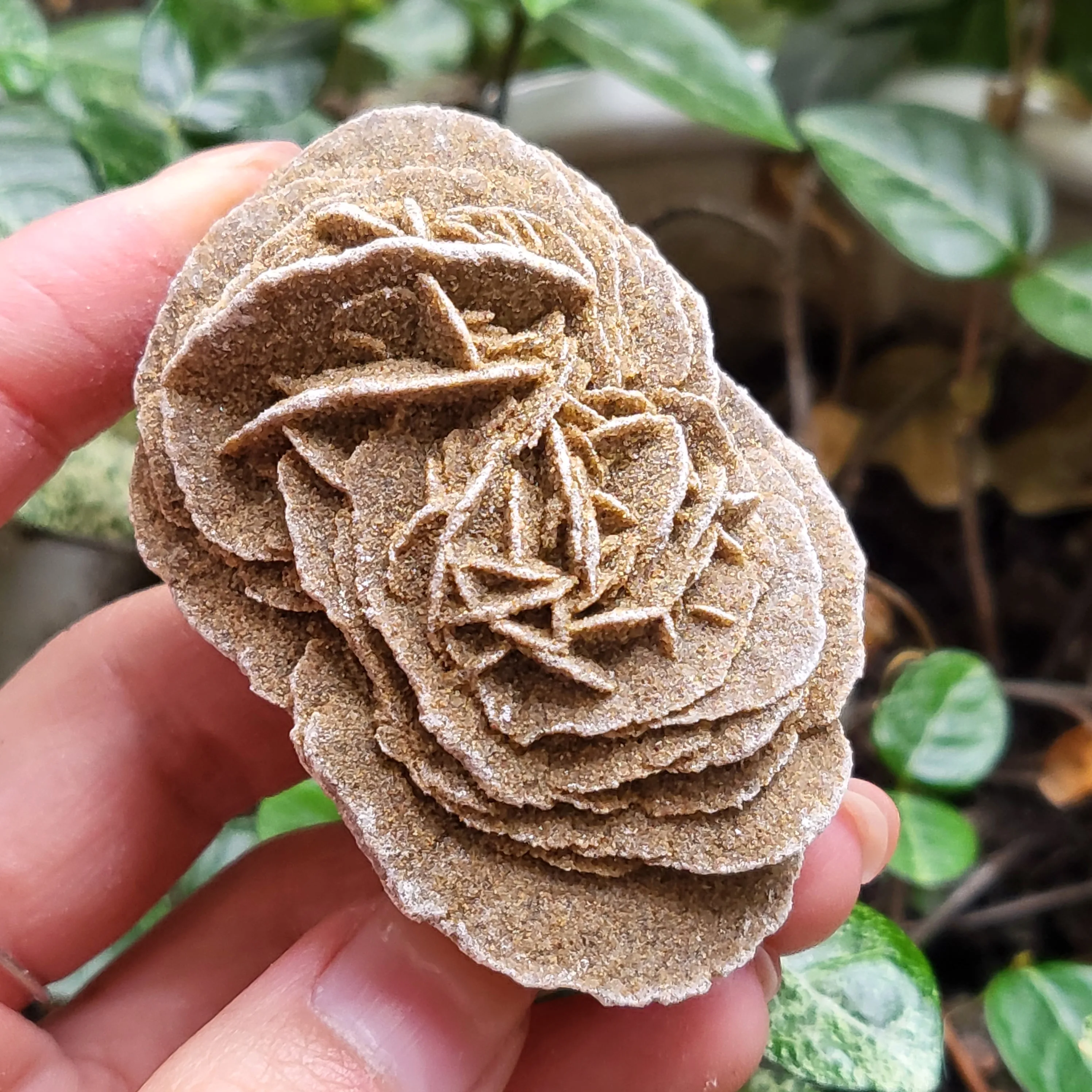 Decorazioni Per La Casa Della Collezione Di Campioni Minerali Di Gemme Di Pietra Grezza Rosa Marocchina Naturale Del Deserto