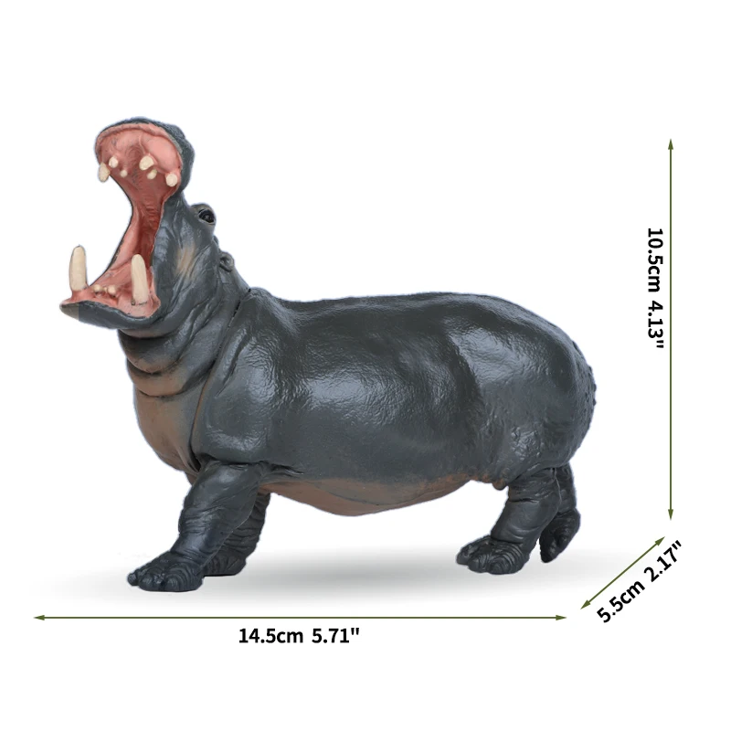 Hippopotamus