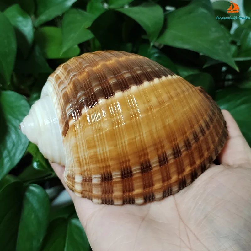 12-14CM Large Giant Tun Shell Maroon Tonna Galea Conch for For Collection Wedding Decorations, Fish Tank Party and Table Decor
