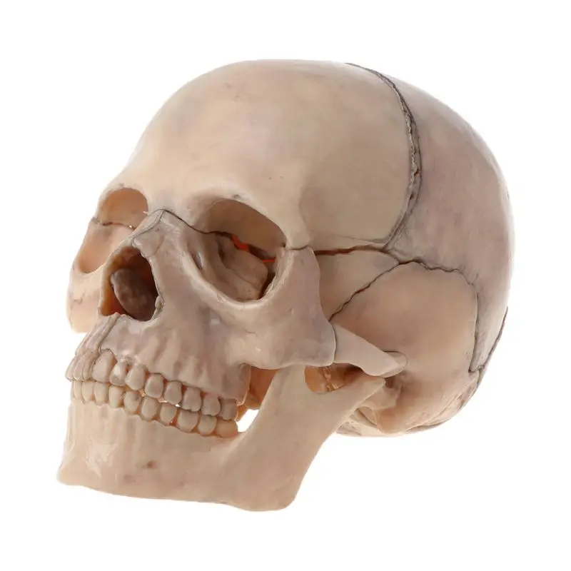 

15 шт./компл. разборный череп, анатомическая модель, съемная медицинская обучающая тоже, Прямая поставка