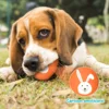 SCGK 10PCS Easter Limited Edition Cute Pet Dog Toys, Easter Egg Pet Dog Sound Toys, Interactive Toys for Small and Medium Dogs. 5