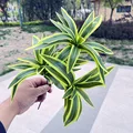 Dark yellow green