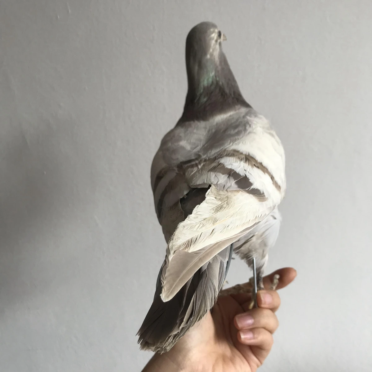 1Pcs real Taxidermy Eurasian gray pigeon Columba specimen Teaching / Decoration 5
