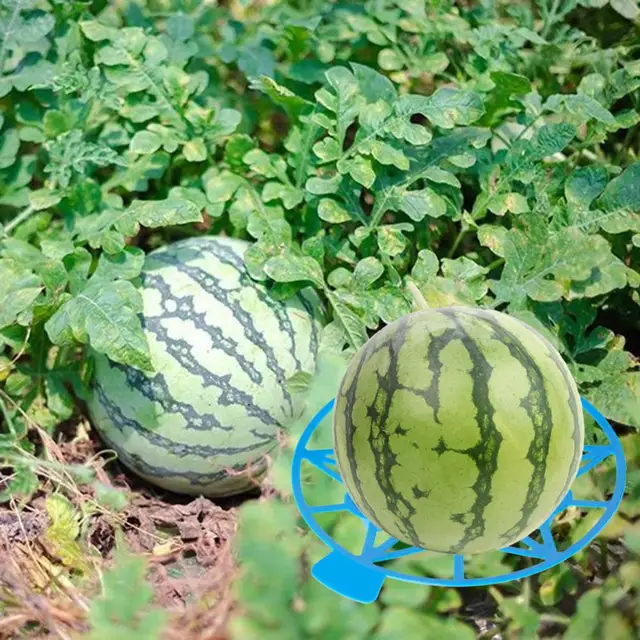 Görögdinnye Rácsos Állvány Otthoni Kellékek Dinnye Bölcső Gyakorlati Korrózióellenes Hasznos Cantaloupe Tök Támogató Tálca - Image 2