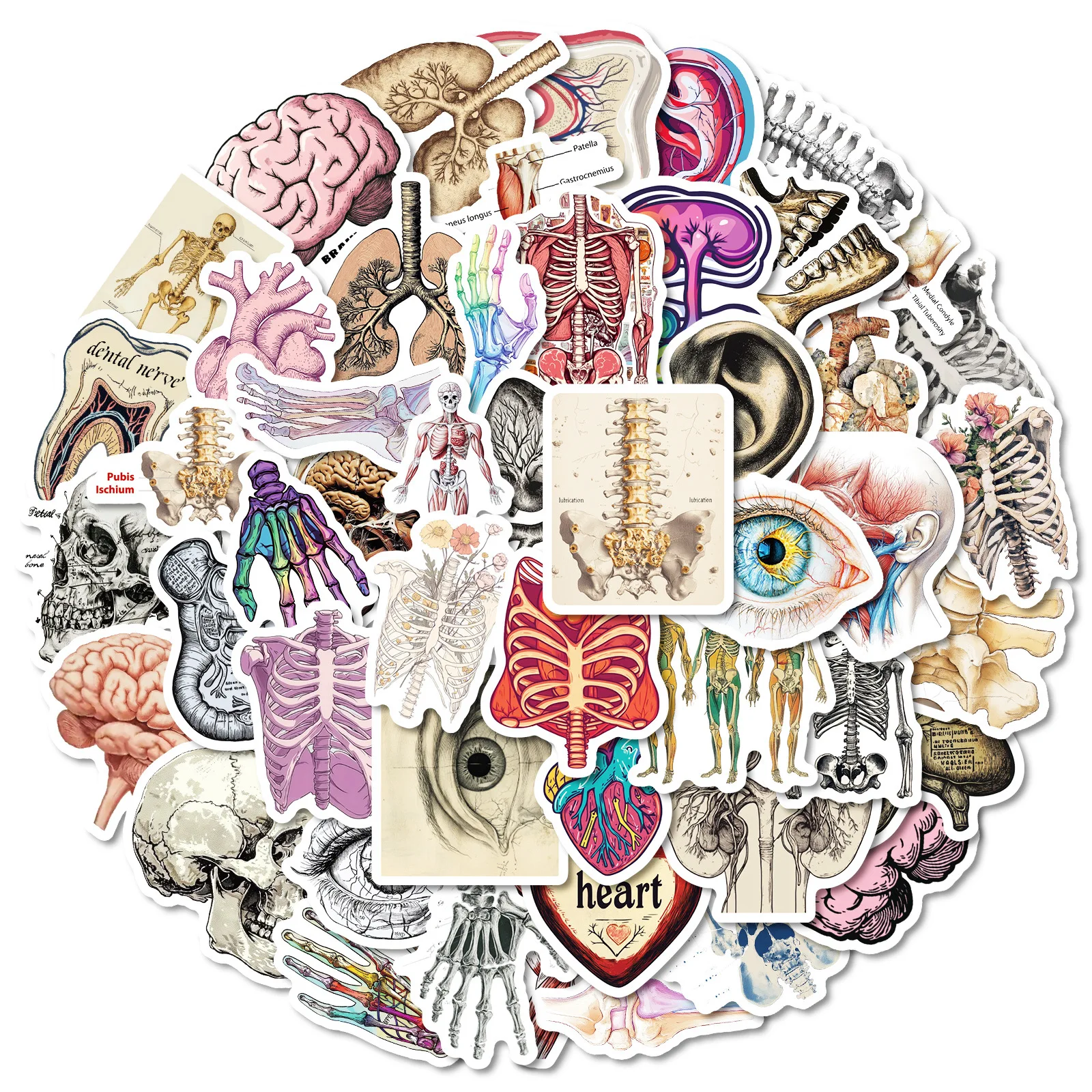 Anatomy & Physiology Sticker Set (50PCS) 1