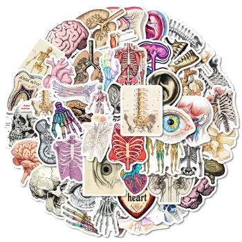Anatomy & Physiology Sticker Set (50PCS) 1