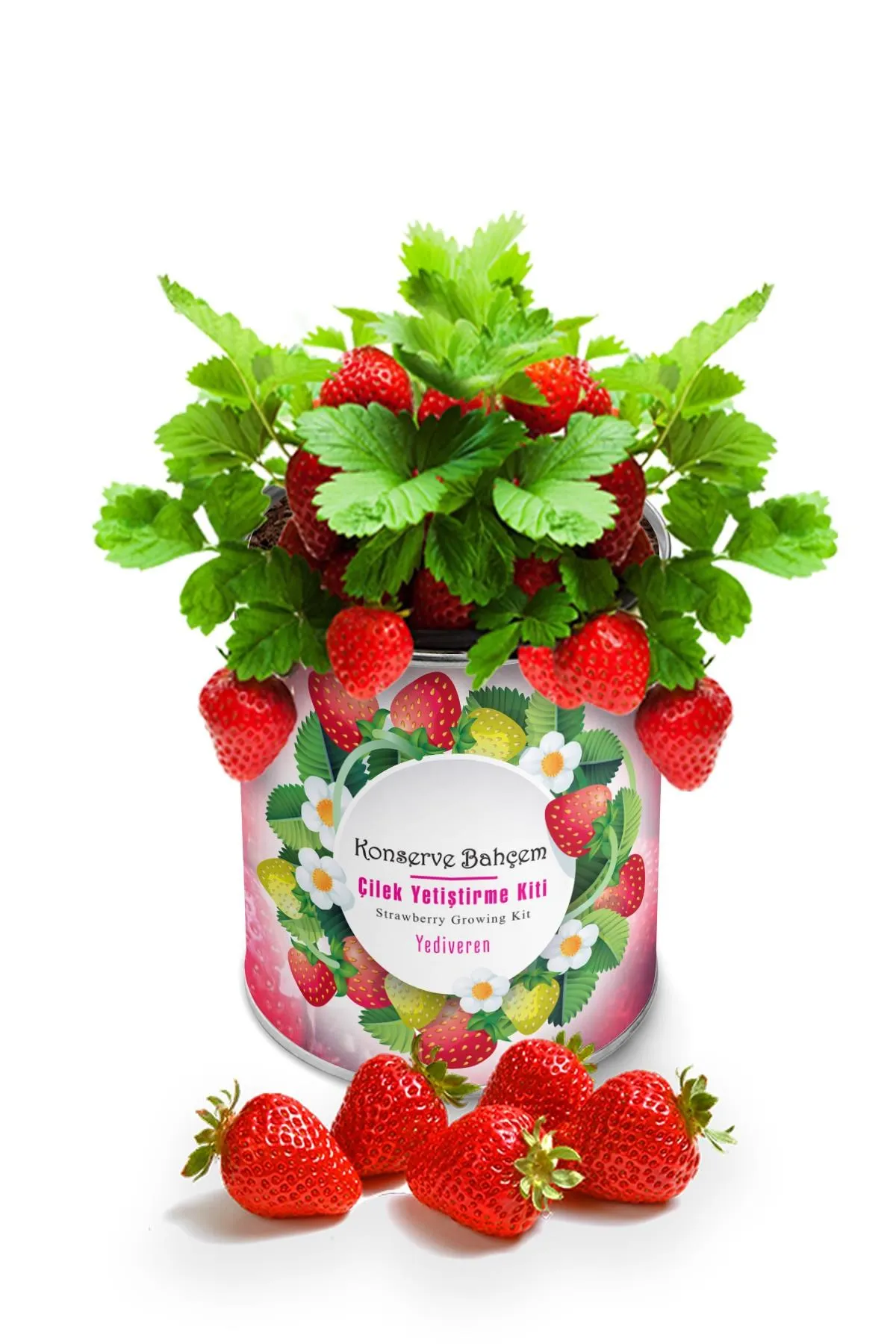 Canned Strawberry Growing Kit at Home Start Gardening with Ochra
