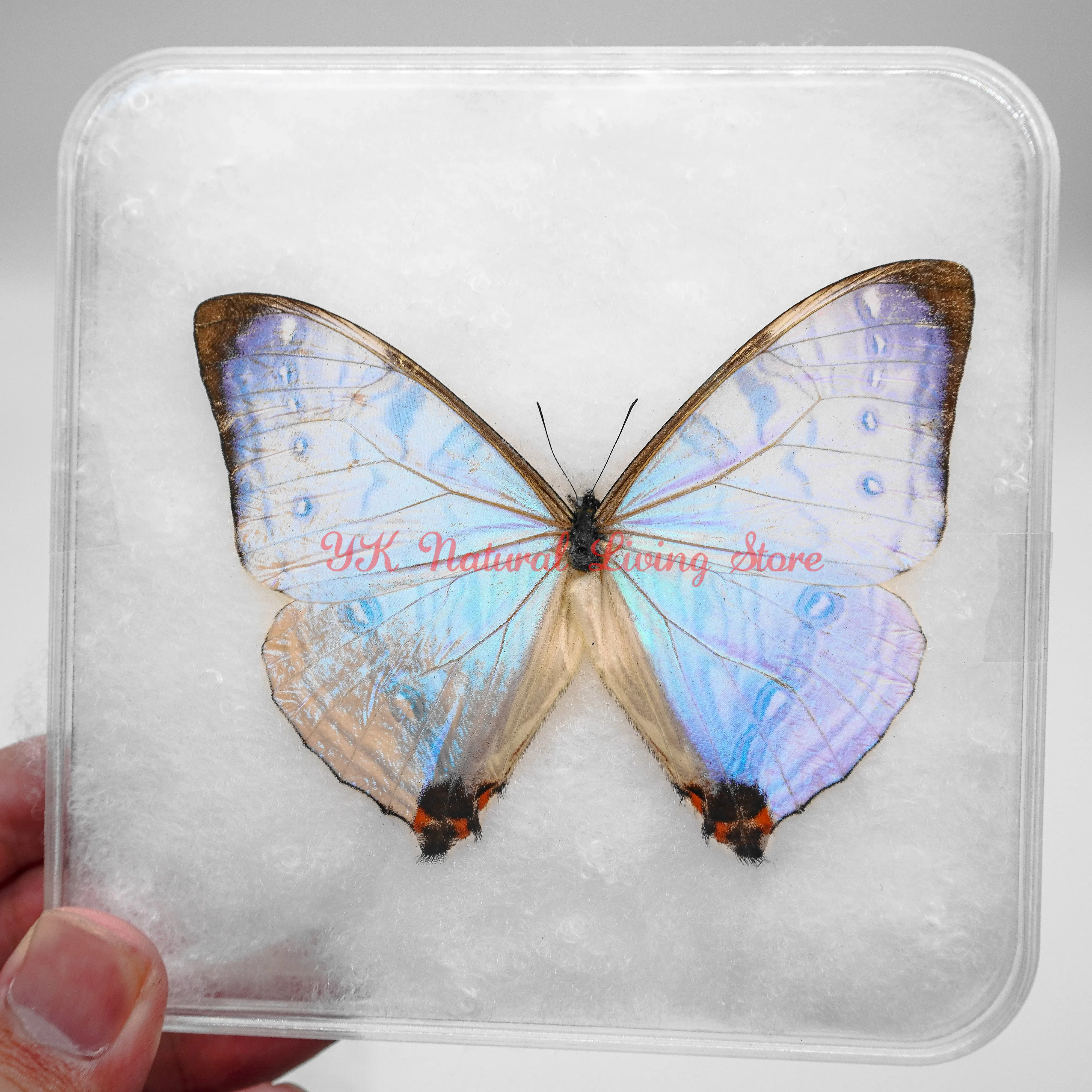 【中古】 Butterflies Zebras ＆ Moonbeams Nucultures Real Butterfly Specimens Rare Blue Large Butterfly For