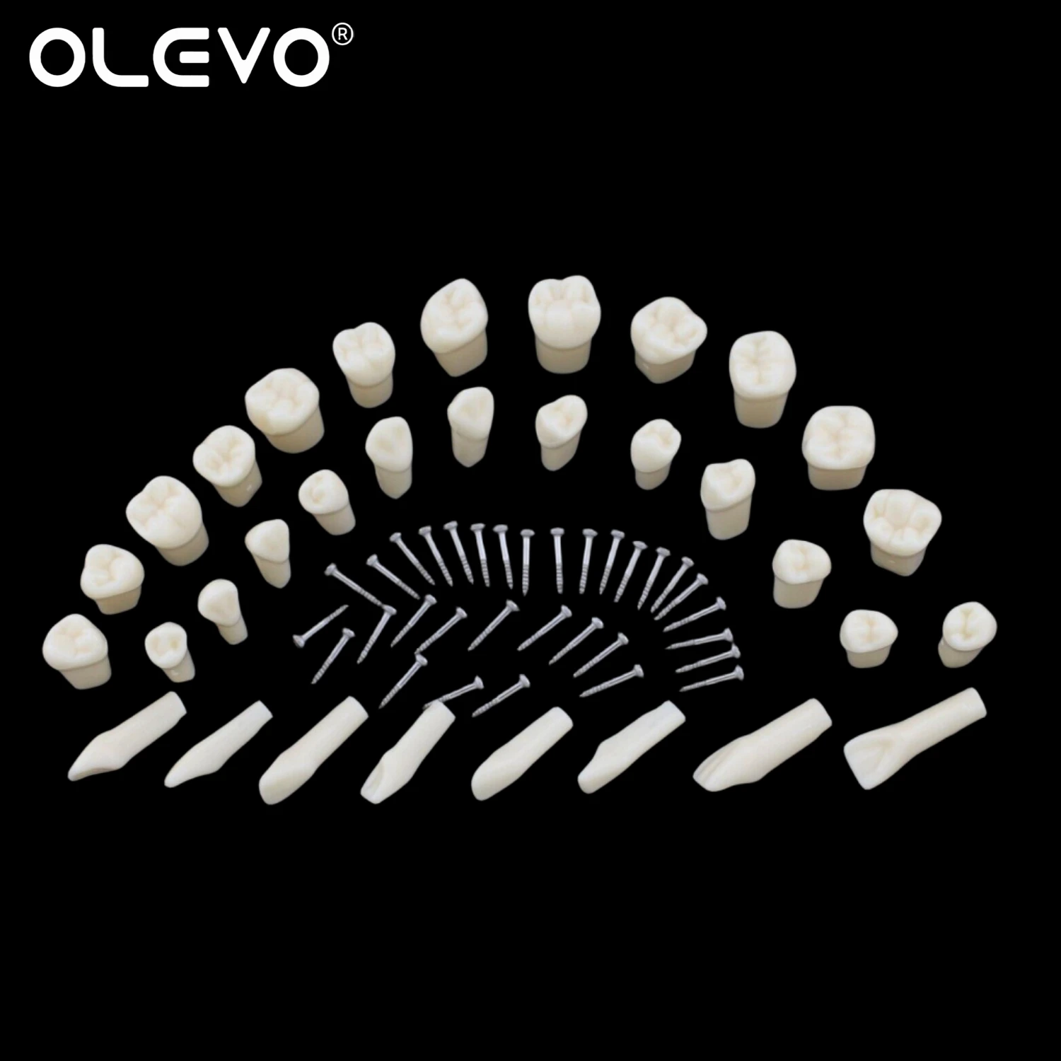 Dental Typodont Teeth Model Removable Individual Screw-in Resin Denture Practice Tooth for Nissin Dentist Teaching Accessories 6