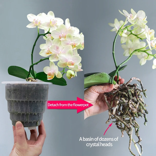 Gyökérvezérlés Átlátszó Virágcserép -Orchidea Növekvő Ültetvényes Porozitású Virágpotok Tálcával, 15Cm/12Cm/10 Cm -Rel