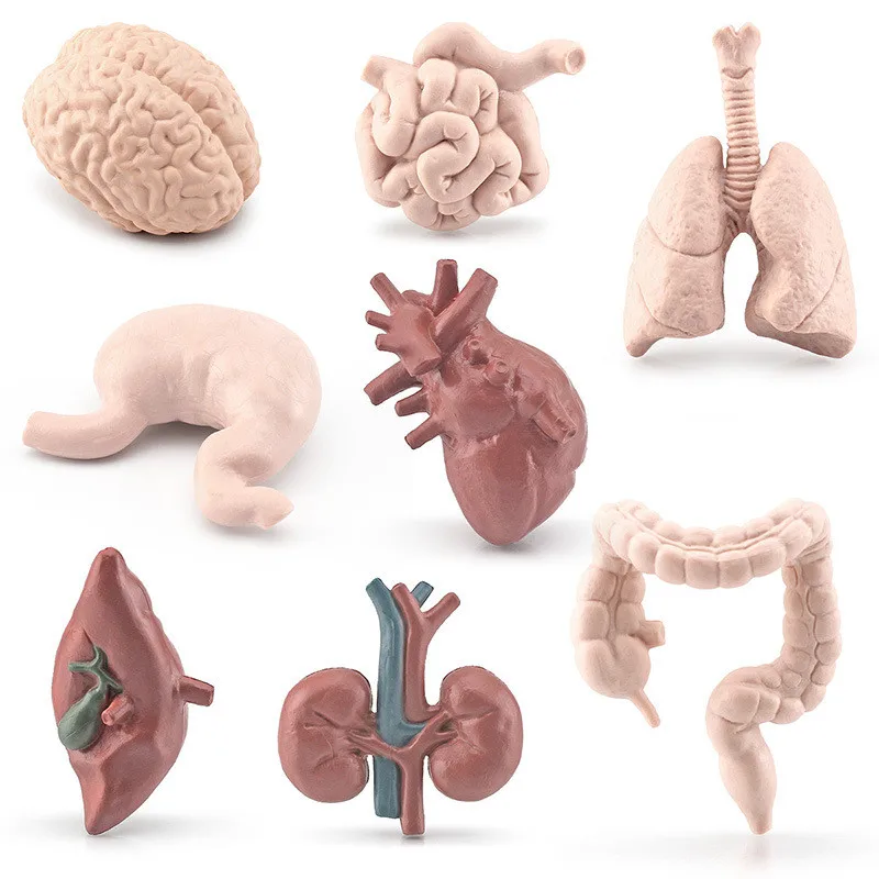 8Pcs Human Torso Body Organ Miniature Anatomy Organs Model Education Montessori Cognitive Toy Kids Boy Girl Collection Figurines 2