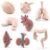 8Pcs Human Torso Body Organ Miniature Anatomy Organs Model Education Montessori Cognitive Toy Kids Boy Girl Collection Figurines 2