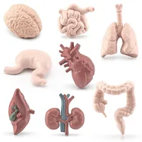 8Pcs Human Torso Body Organ Miniature Anatomy Organs Model Education Montessori Cognitive Toy Kids Boy Girl Collection Figurines 2