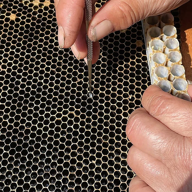1Pc Stainles Acél Tű Méhészet Királynő Lárva Átadása Kettős Célú Műszakos Féreg Mozgó Oltó Szerszám - Image 6