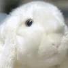 Lop Ear Rabbit High Fidelity Anime Cute White Brown Bunny Plush Toys Lifelike Animals Simulation Stuffed Doll Toy Gifts For Kids 4