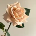 Orange pink