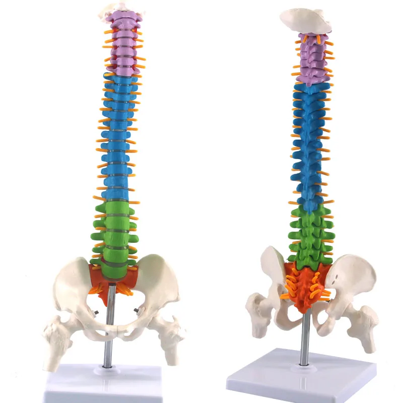 45cm Human Spine With Pelvic Anatomy Model Medical Science Teaching Biology Neurosurgery Resources Anatomical Models Skeleton