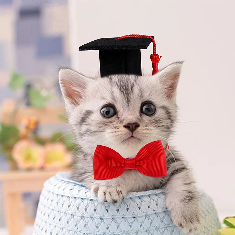 Small Animal Graduation Caps Mini Bachelor Hat with Tassel Cute