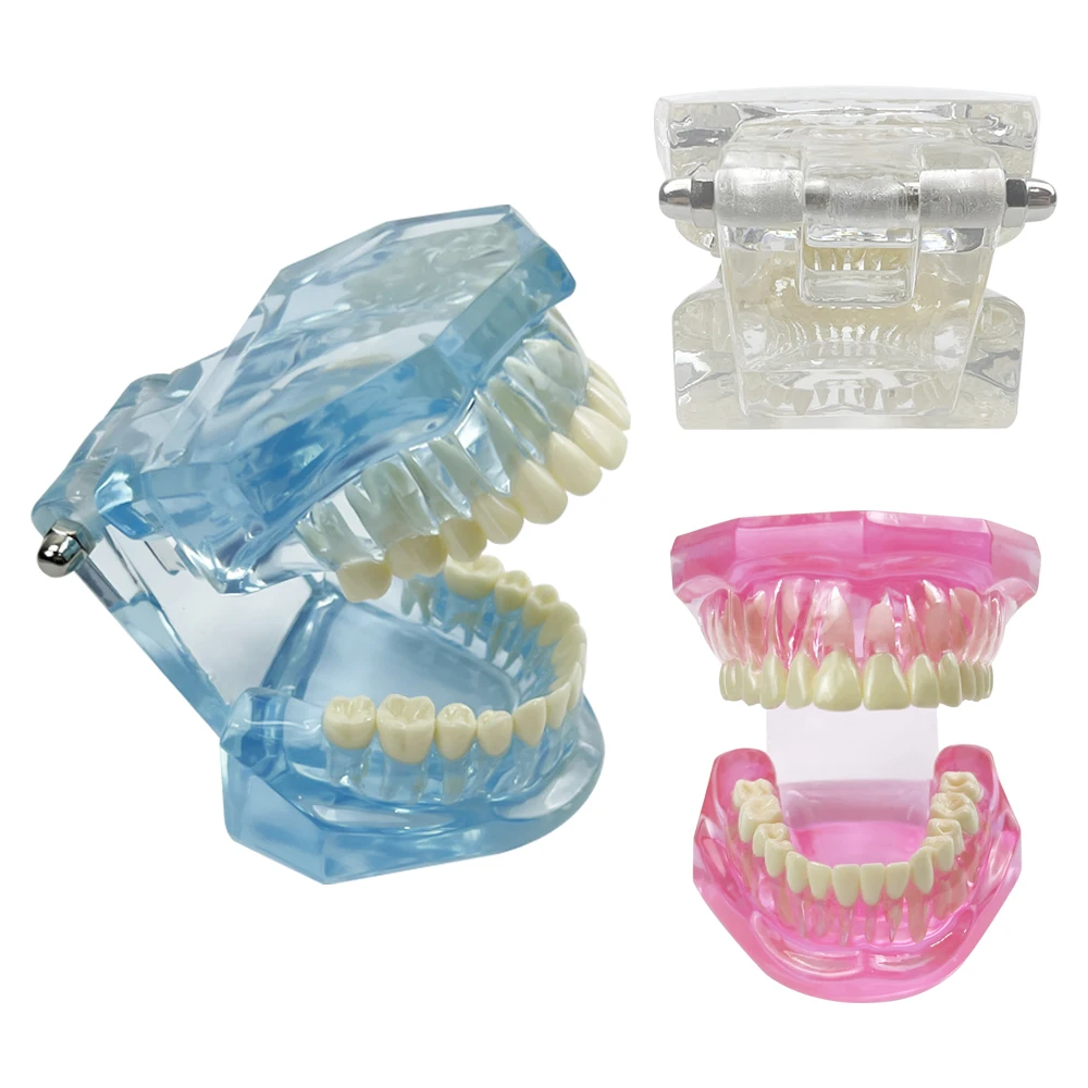 Advanced Dental Anatomy Teaching Model for Educational Demonstration