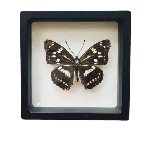 1pcs Real Butterfly Specimen Insect Home Decor Photo Frame   Desk Decoration Figurines Birthday Gift Teaching Training 