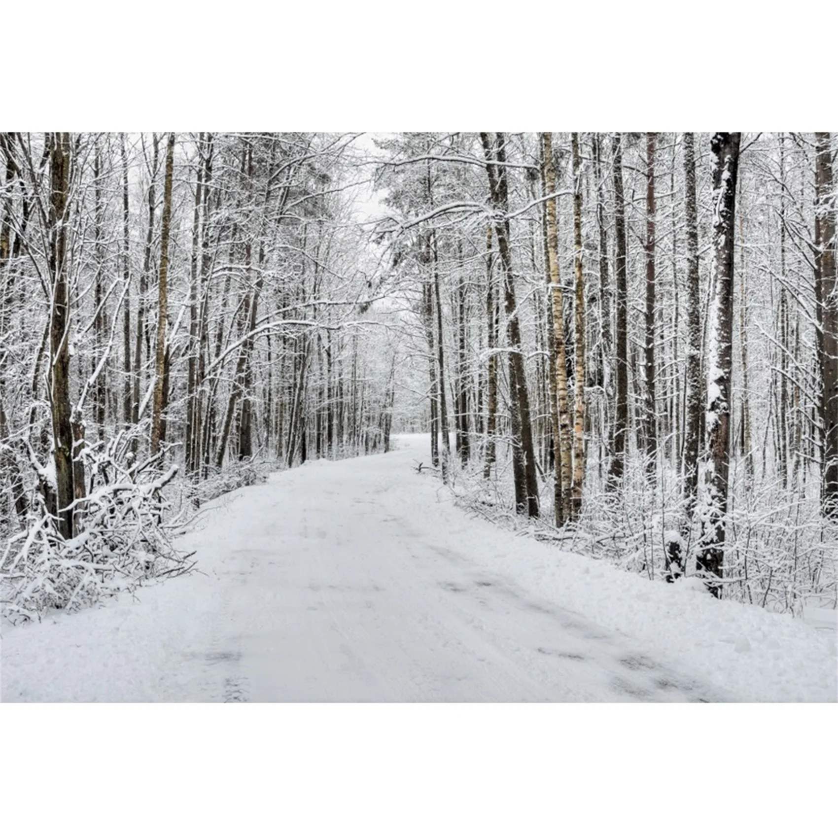thumbnail image 1 of Fondos fotográficos con escena de nieve y árboles en el bosque invernal de Yeele para sesión fotográfica, decoración, fondos fotográficos para estudio fotográfico, 1 of 5