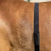 FITCENT Horse Heart Rate Monitor Tracker Monitoring Heart Rate Horse Band Belt for Equestrian 6