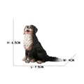 Bona Mountain Dog 1