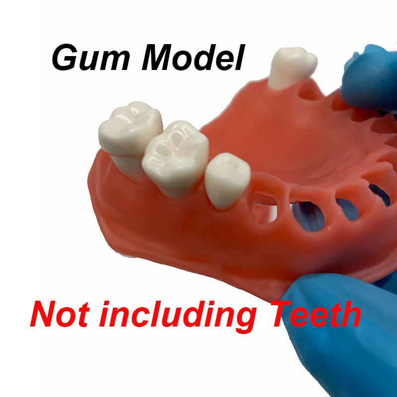 

Simulation Dental Model Gum Model Dentisit Student Learning Teaching Upper/lower Simulated Gums
