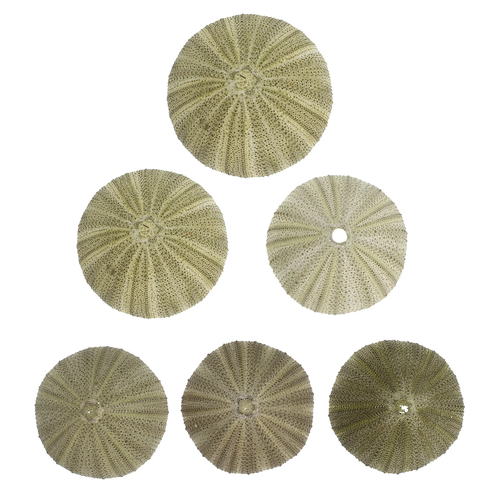 6Pcs 천연 바다 성게 껍질 공예용 작은 조개껍데기 쉘 참 장식품 바다 테마 파티 장식 어항 수족관 풍경