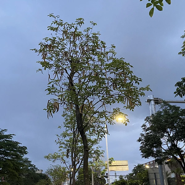 Christmas Home Furnishing Store