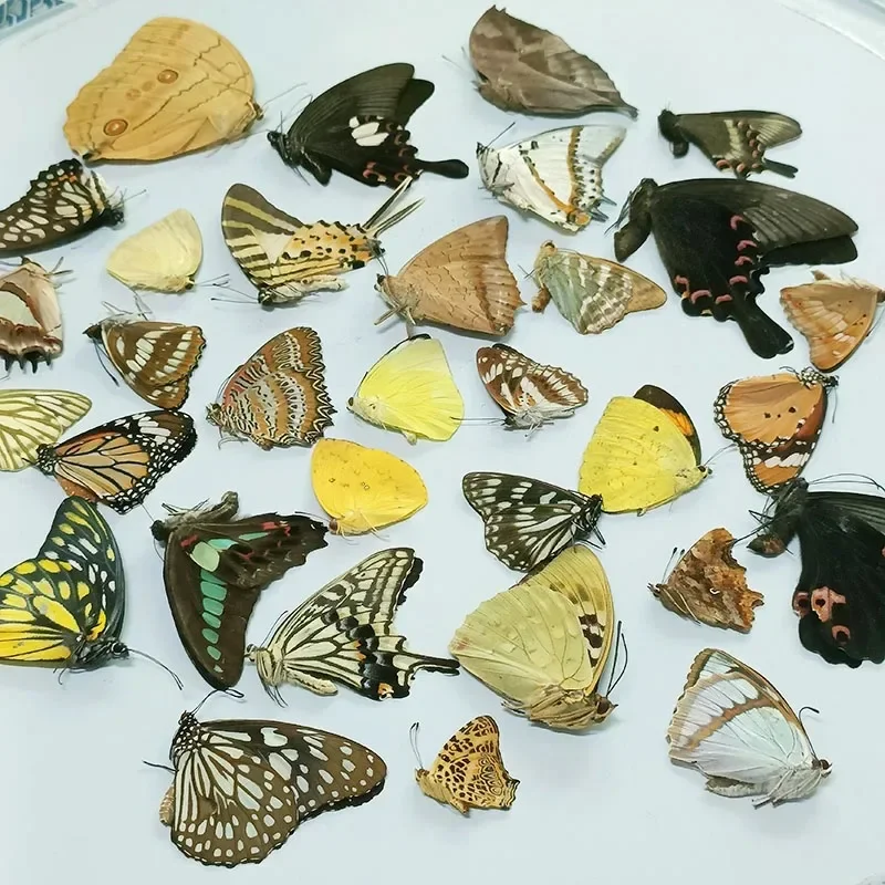 Unwinged Real Butterfly Specimen Suitable for Handmade Taxidermy Practice Family Photo Frame DIY Material