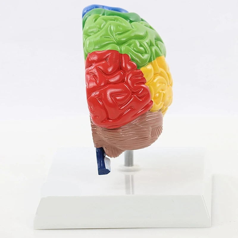 Right Brain Hemisphere Model 6