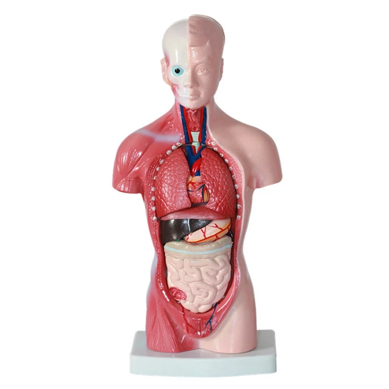 

Anatomy Anatomical Internal Organs Assembling Model 11 Inch For Student Teaching Study