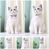 Personalized Cat Collar Reflective Nylon Dog Cats ID Collars With Bell Free Engraving for Cats Small Dogs Chihuahua 10 Colors 6