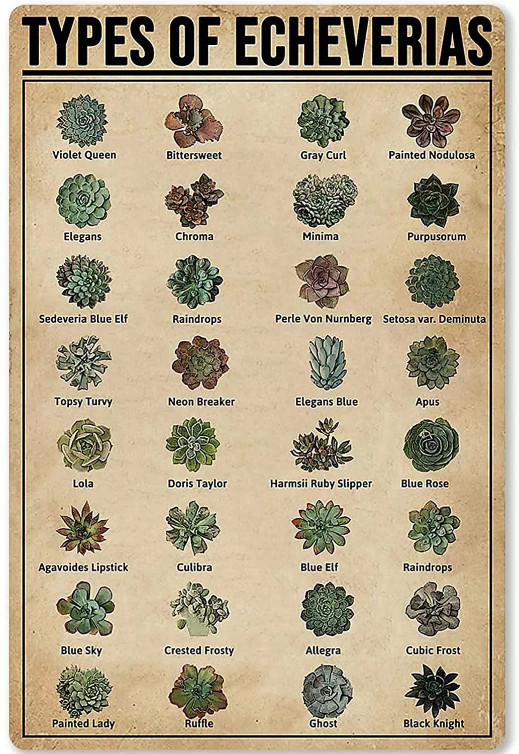 metal-tin-sign-tipos-de-echeveria-conhecimento-cartaz-planta-cartaz
