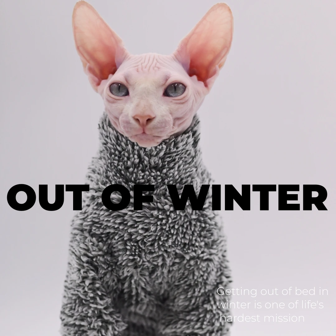DUOMASUMI-Vestuário Gato pelado, Roupas Super Cool, Roupas quentes, Sphynx,  Outono, Inverno - AliExpress, image size:1080x1080