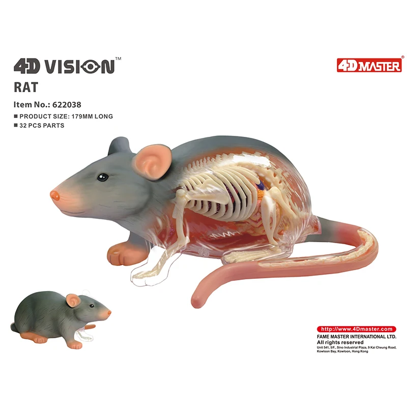 Model anatomi hewan tikus Master 4D, hadiah mainan edukasi DIY sains medis  tubuh dapat dilepas - AliExpress