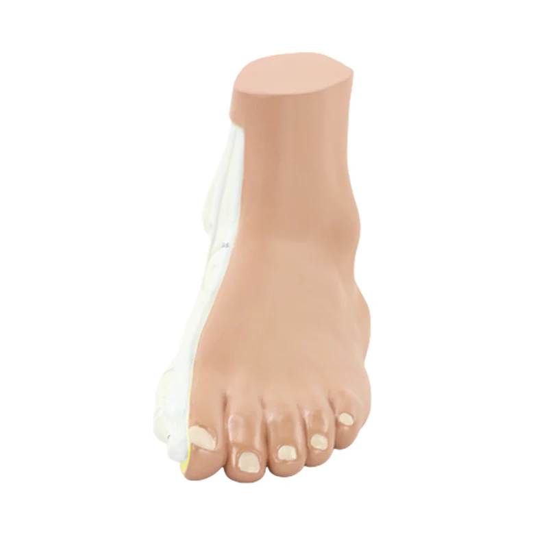 평생 인간 일반 플랫 아치 발 해부학 모델 PVC 의료 해부학 학교 실험실 용품, 1 개