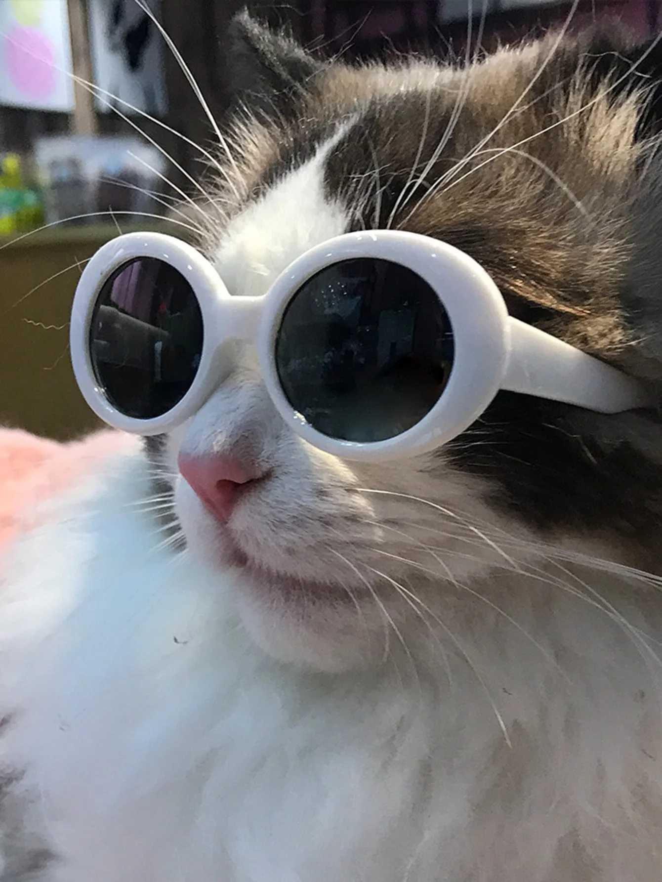 Cute Cat Glasses for Pet Photo Shoots