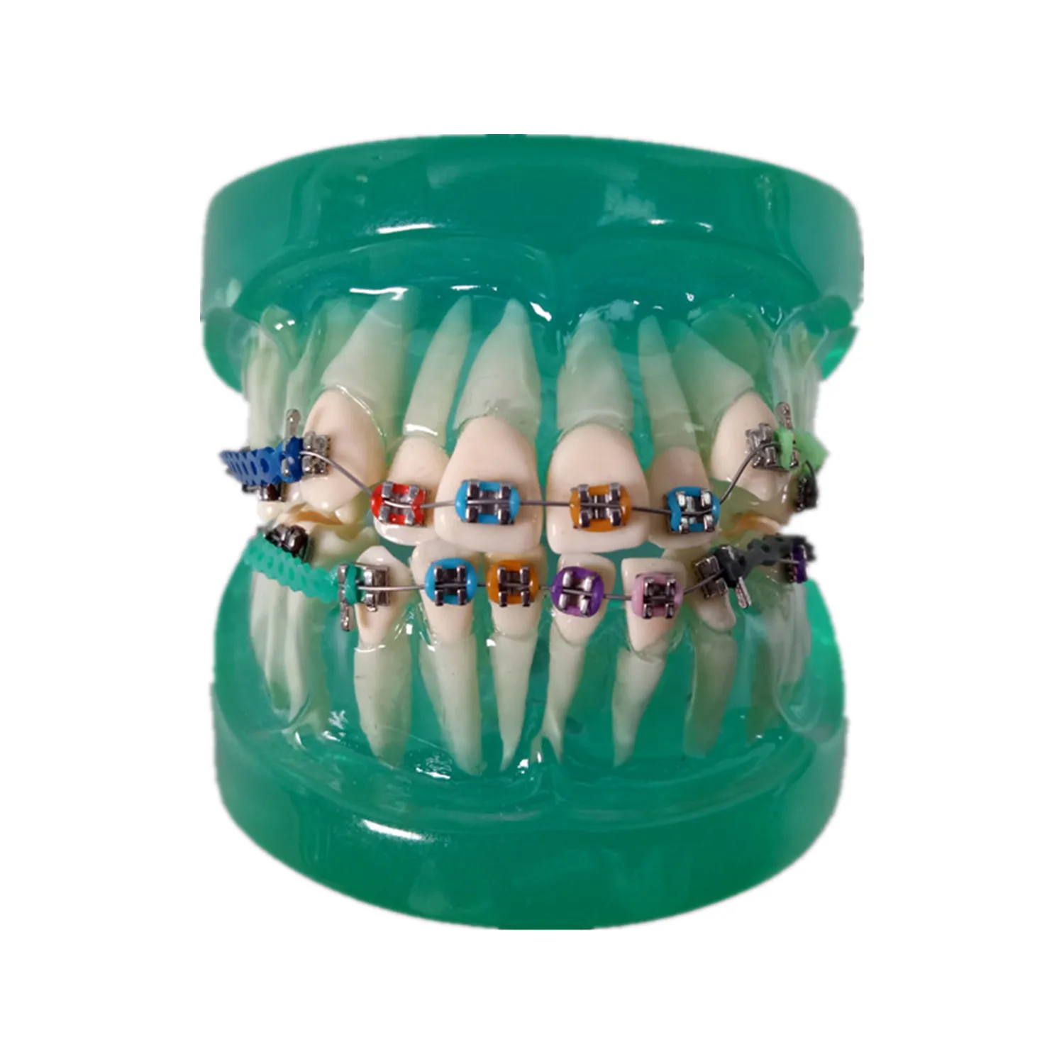 

1Pcs Dental Study Model Orthodontic Demonstrate School Teaching Tool Crystal Translucent Ceramic Teaching Model