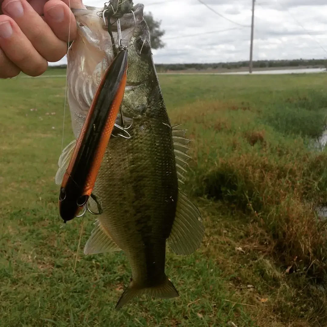 Seabass Fishing lure 2024 Topwater Bar Lure Surface Walk The