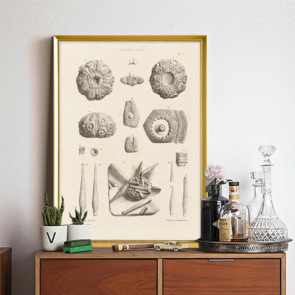 

Specimen Plate Vintage Art Print Poster Antique Canvas Painting Living Room Bedroom Wall Stickers Decor