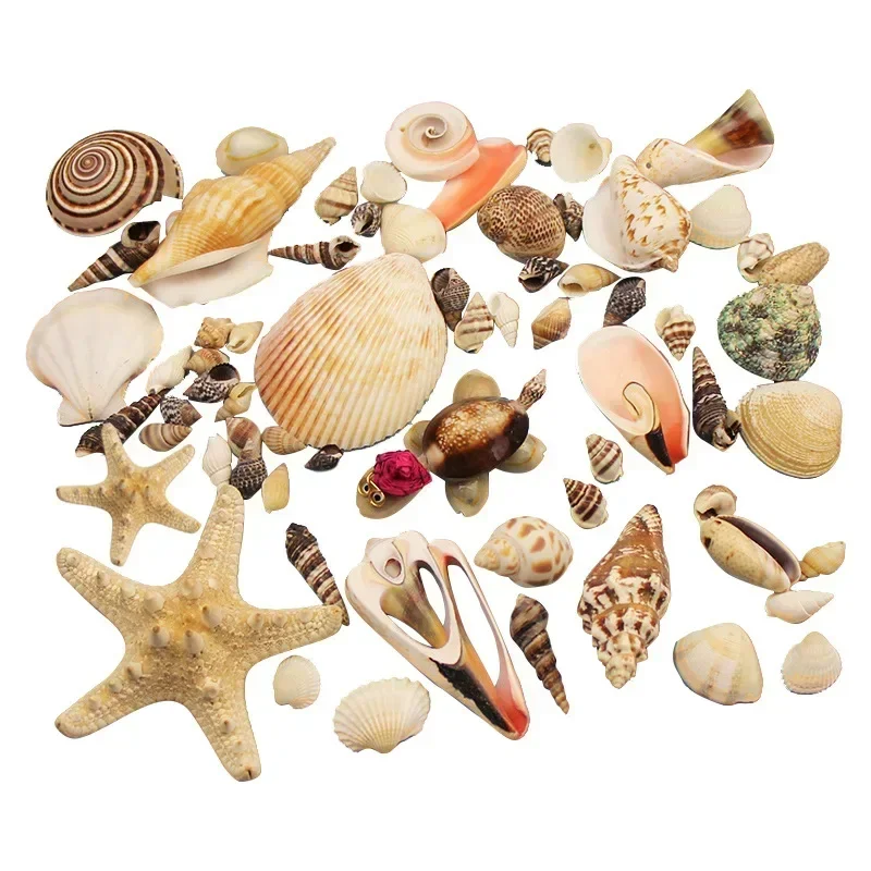 1Bag Natural Mini Conch Mediterranean Colored Mixed Real Small Sea Shells Aquarium Nautical Decoration Ornaments natural shell ornaments