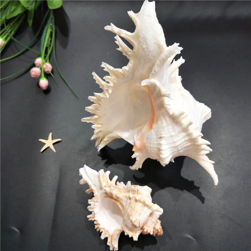 Natural Shell Ornaments Kirin Snail Natural Conch Shell Thousand Hand Snail Landscape Fish Tank Landscaping Creative Home Collection Specimen