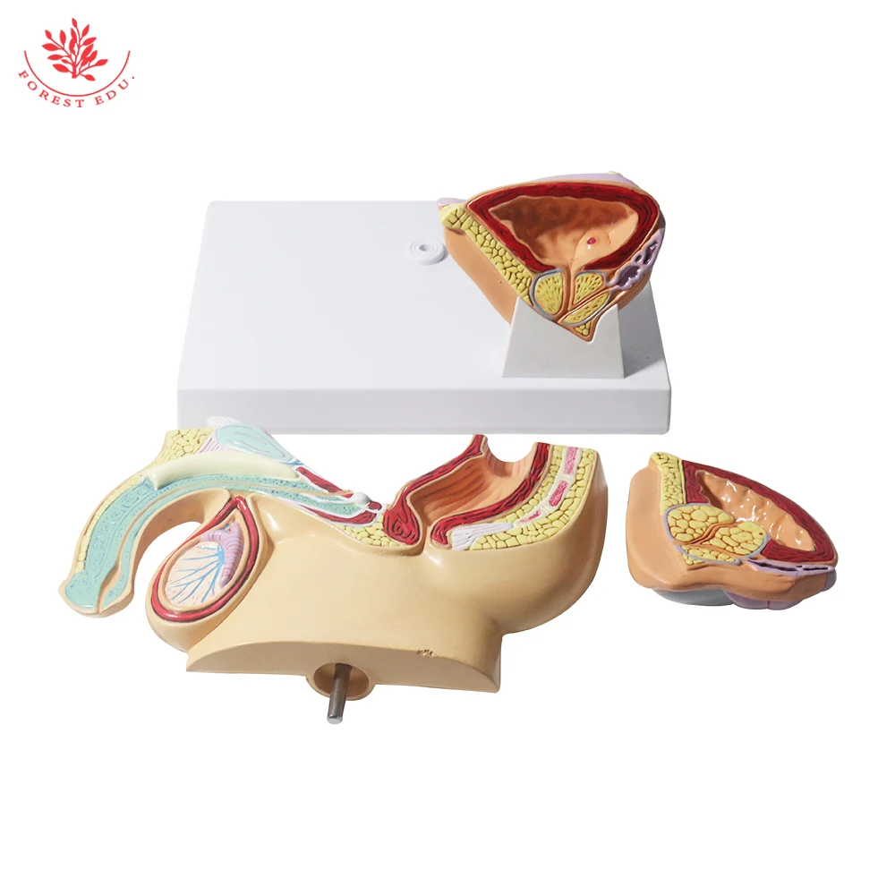 Male Pelvis Model Anatomical Genital Organ Pelvic Cavity of Prostate Anatomy Teaching Supplies Medical Science