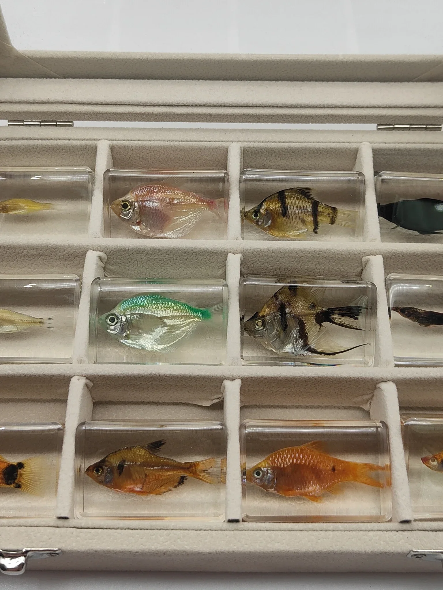 29 New Marine Resin Specimen Amber Crawlers Coral Coral Fish and Crab Biological Collection Teaching Observers DEC 2